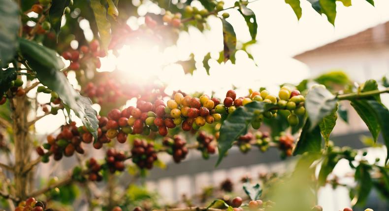 Uganda looking at economic integration for Africa Coffee Summit next month/Pexels