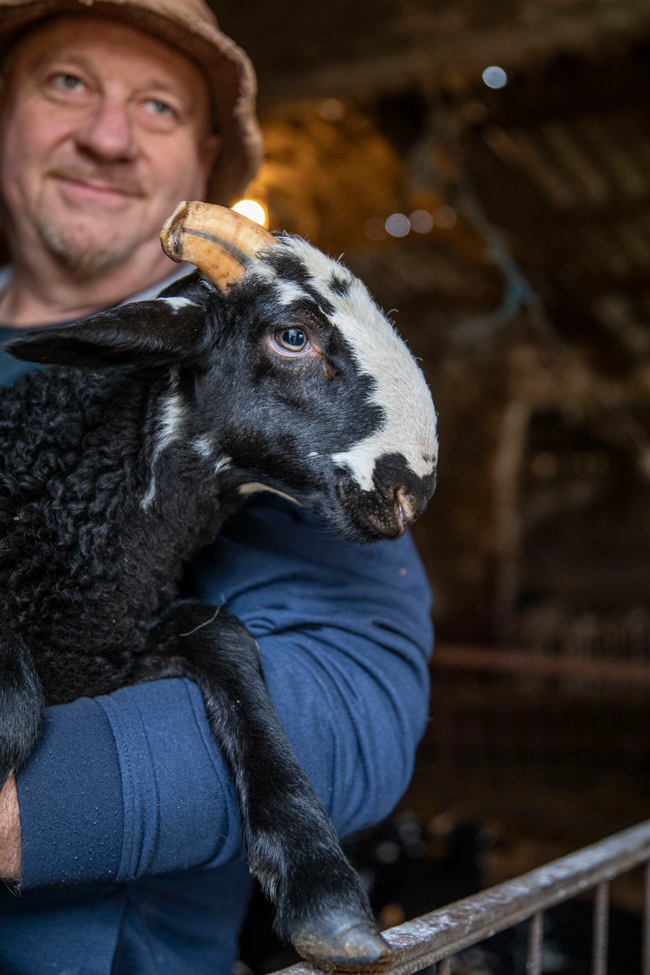 U ovom trenutku samo se šest uzgajivača bavi uzgojem istarske ovce