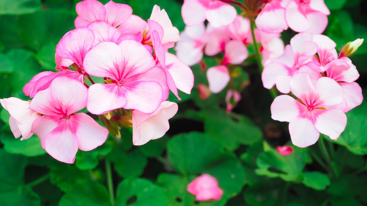 Ako prebudiť muškáty zo zimného spánku?