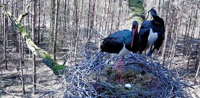 Bocianią parę z Polski podglądają setki ludzi z całego świata! I ostatnio byli świadkami czegoś wyjątkowego