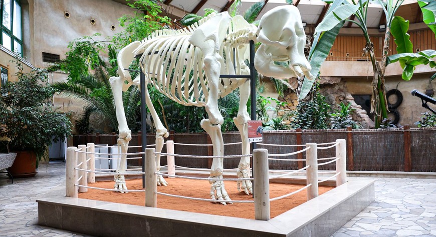 Szkielet ważnej dla warszawskiego Zoo słonicy powstał w druku 3D