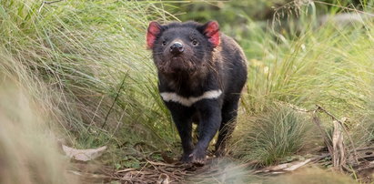 Po 3 tysiącach lat urodziły się pierwsze diabły tasmańskie