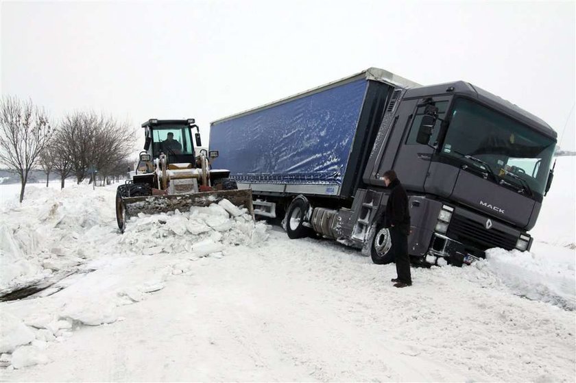 Zima będzie ciężka. Polarny dzik wyszedł z lasu