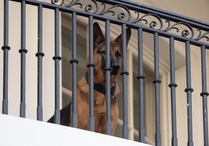 Komander, pas Džoa Bajdena