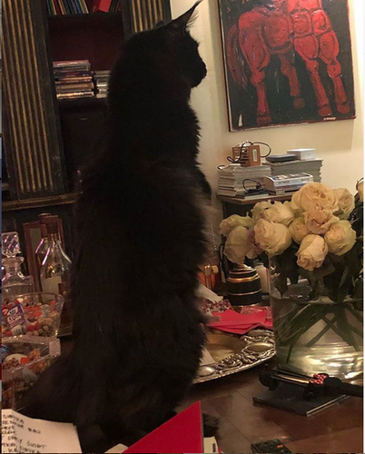 Jak mieszka Maryla Rodowicz?