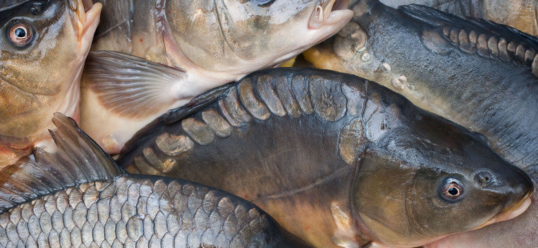 Rysiu rekordzista. Ile waży polski karp-gigant?