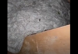 Martica nemačkih osa