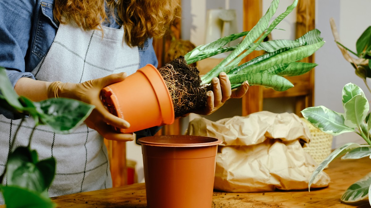Gondoltad volna? Ilyen egyszerűen szaporítható a népszerű növény, az ...