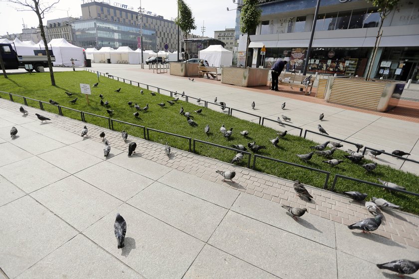 Katowice. Plaga gołębi na rynku