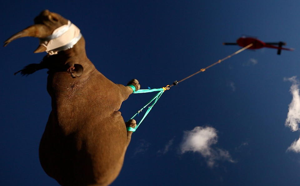 Na ratunek afrykańskim nosorożcom