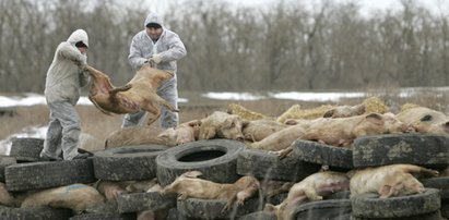 Alarm! Świńska zaraza w Polsce!