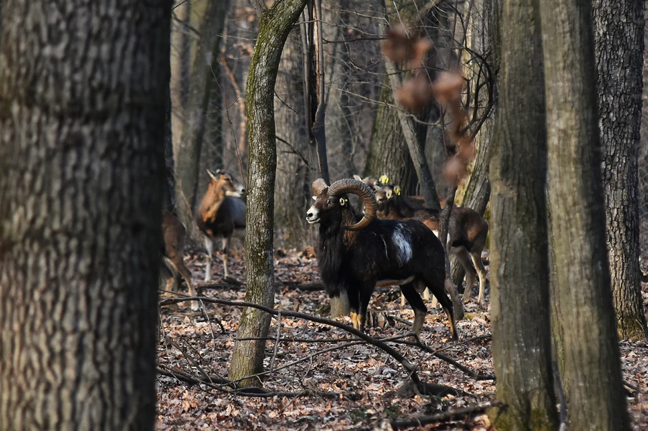 Mufloni u lovištu Vorovo