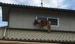Koń utknął na dachu. Skąd się tam wziął?