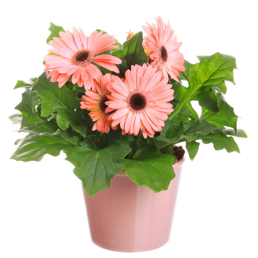 gerbera