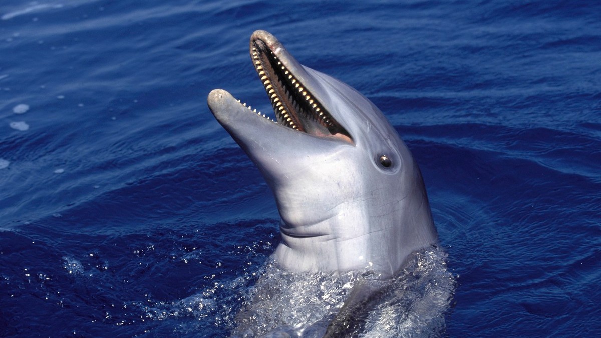 Delfin (ilustracija)