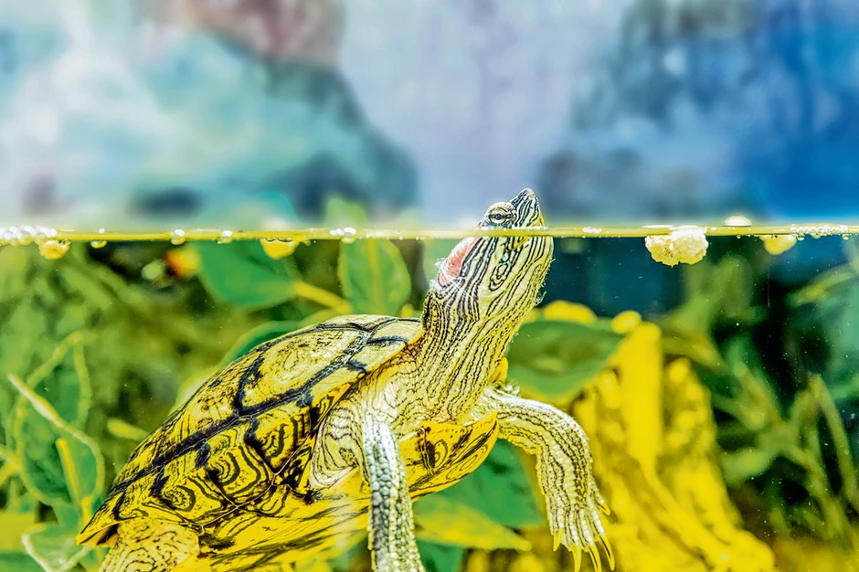 Kalifornijska kornjača i na Adi