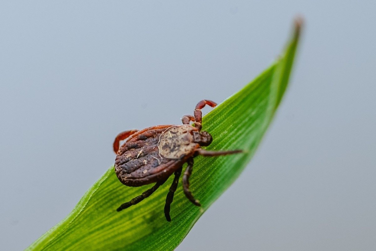 Jaka temperatura zabija kleszcze?