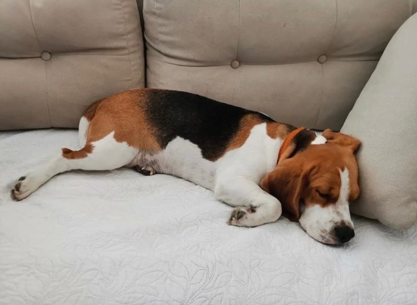 Nestala ženka bigla, Azra