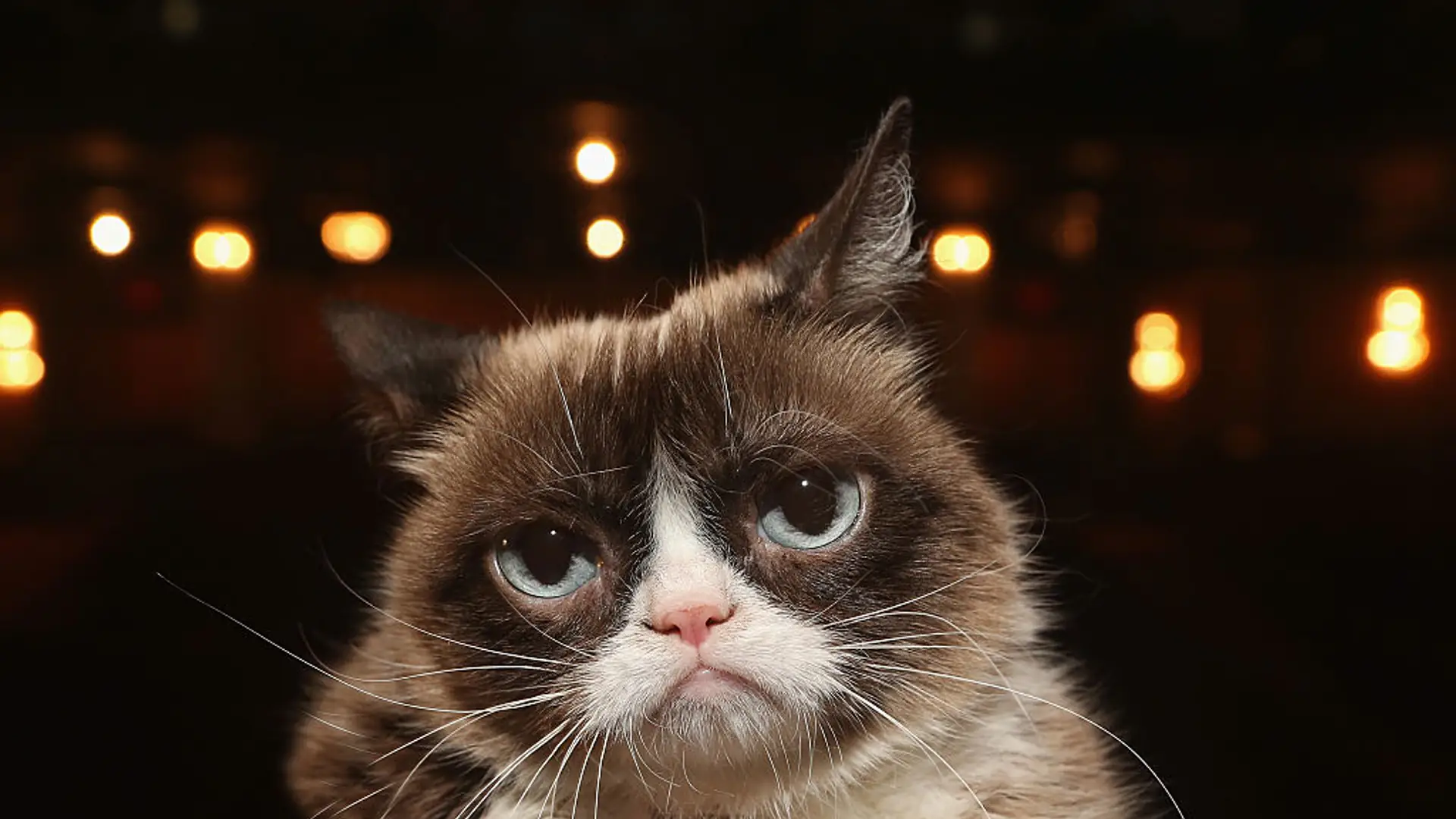 Odszedł najbardziej znany kot świata. Grumpy Cat miał 7 lat