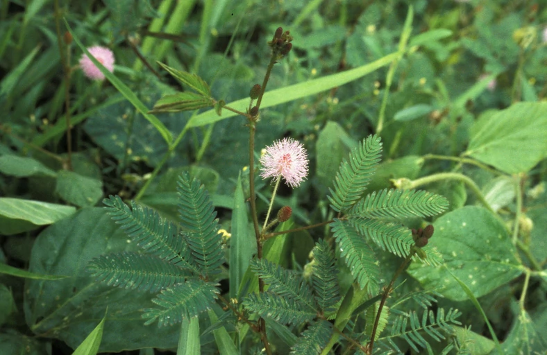 Mimoza wstydliwa (Mimosa pudica)