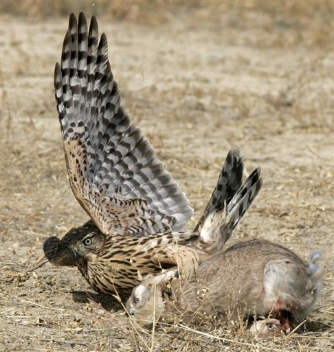 KYRGYZSTAN - HUNTING