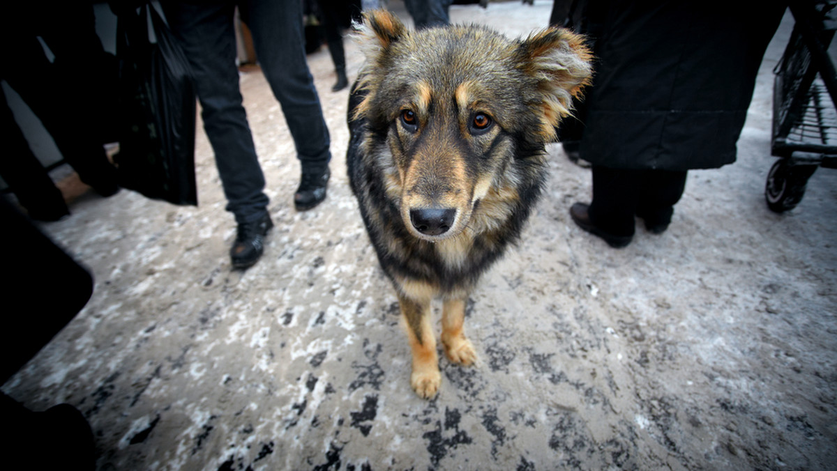 Chiny: wierny pies od 80 dni czeka na swoją zmarłą panią