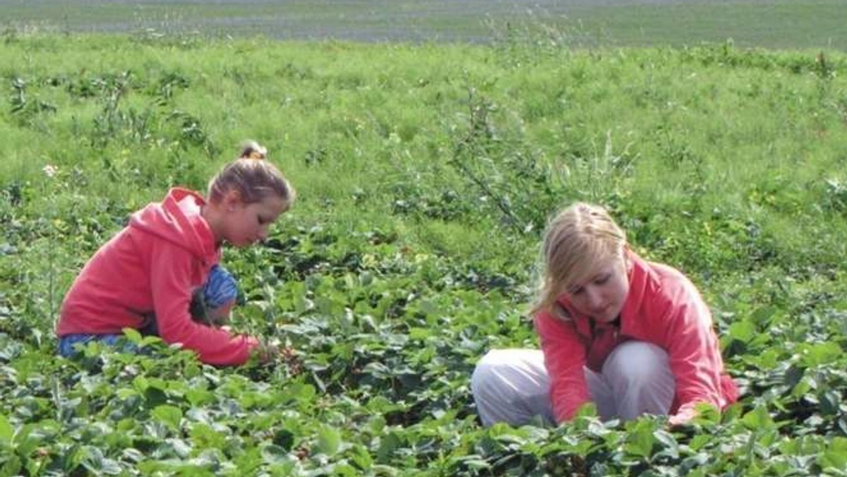 W lokalnych urzędach pracy ofert zatrudnienia, jak na lekarstwo. Za to za granicą w ofertach można przebierać.