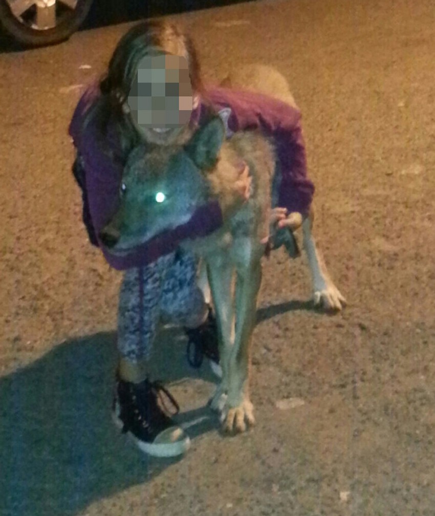 Vučica Coka sa malom gazdaricom