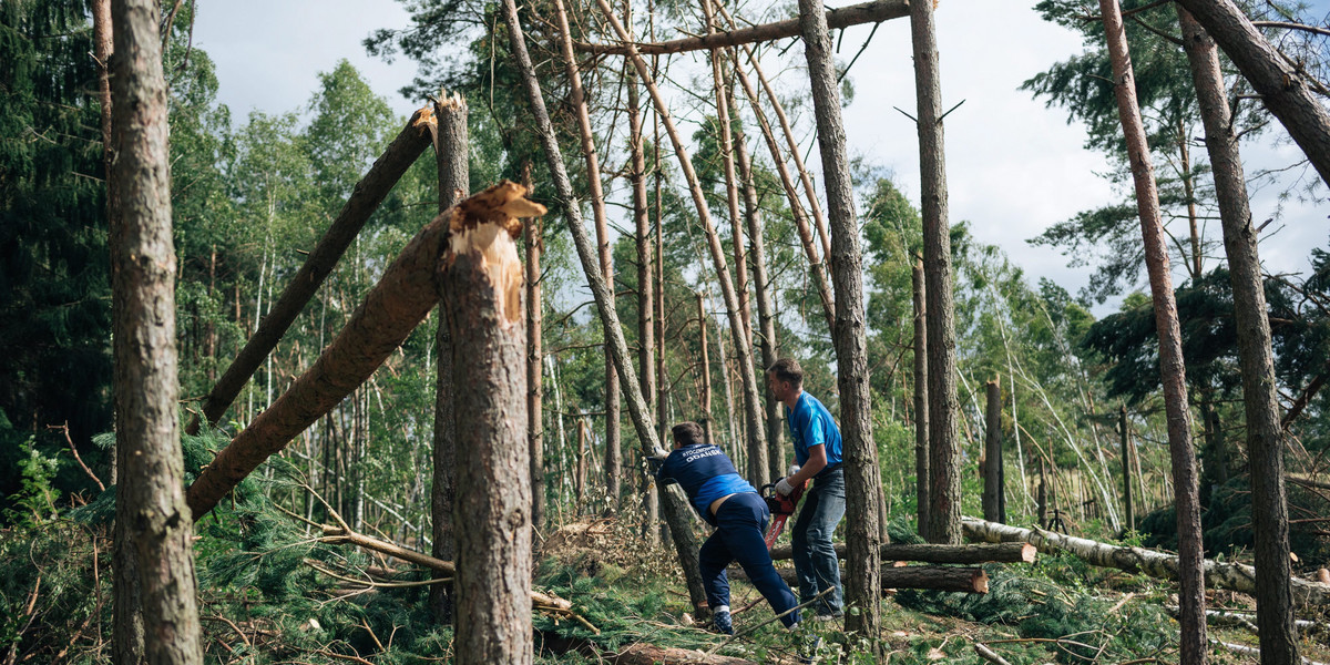 Lasy Państwowe szacują, że odnowa zniszczonych lasów może potrwać nawet 100 lat. Samo sprzątanie powinno zakończyć się po 2-3 latach