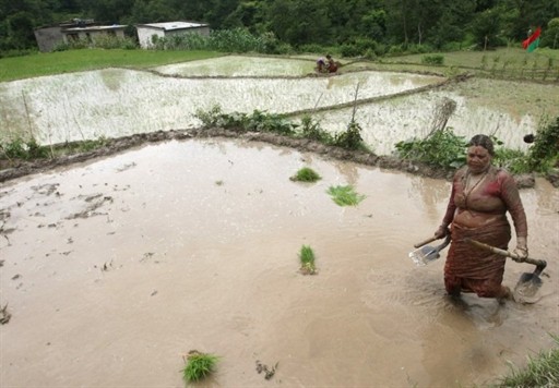 NEPAL - ECONOMY - AGRICULTURE