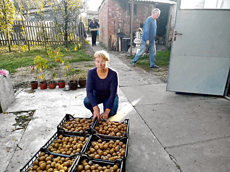 U povoljnim uslovima rod kivija se kreće od 20 do 30 tona po hektaru. Ove godine proizvođači ga prodaju po ceni od 100 dinara za kilogram