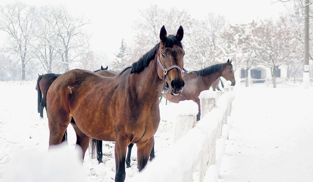 ljubicevo_pozarevac_RAS_Jelena_Zigic (22)