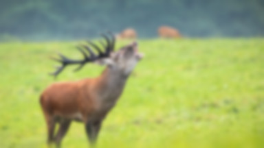 Nietypowe zdarzenie w Czechach. Jeleń zabrał broń myśliwemu