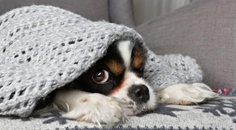 Cavalier King Charles Spaniel