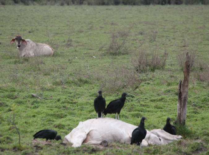 Wenezuela - Los Llanos