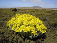 Krostawiec wełnisty (Senecio littoralis), gatunek endemiczny.