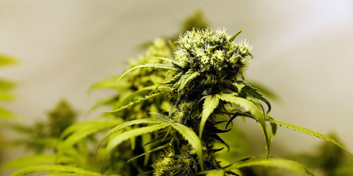 Marijuana plants are seen in an indoor marijuana plantation.