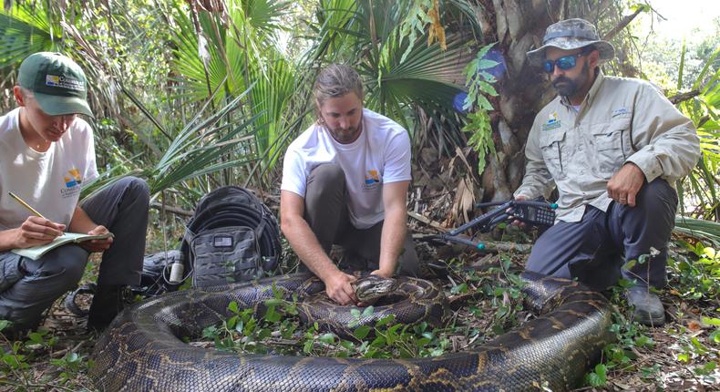 Record-breaking python weighing 215 pounds found in Florida.