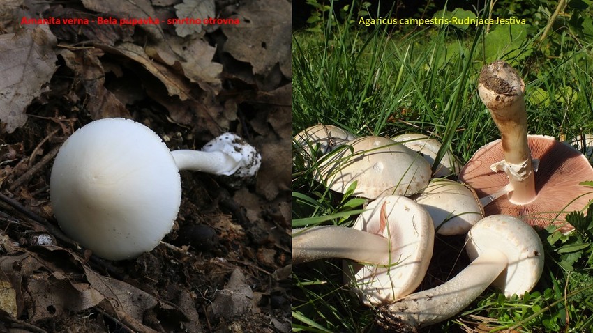 Berači često mešaju i otrovnu pupavku i jestivu rudnjaču