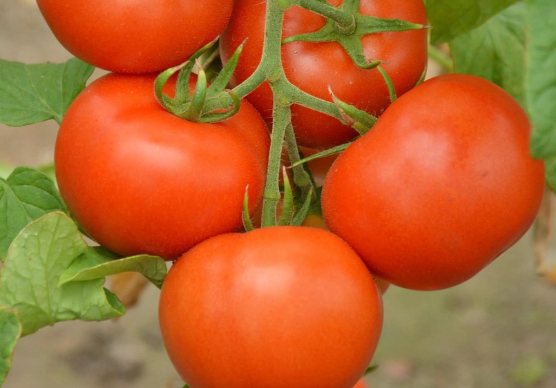 Pomidor odmiana Dukat F1