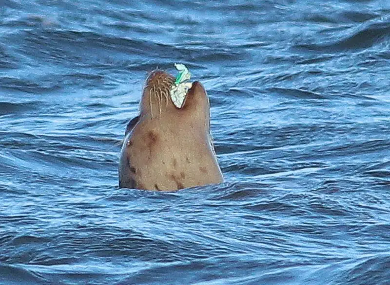 Bałtycka fotka zjada plastik. Zdjęcie zrobiono w pobliżu ujścia Wisły / fot. WWF