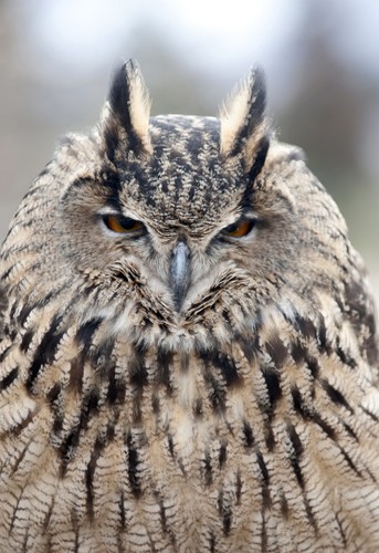 Hidetoshi Matsubara. Ostatni sokolnik w Japonii