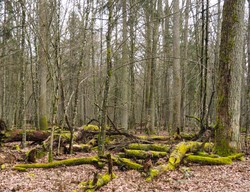 Koronawirus nie przeszkodzi w wejściu do lasu. Może zrobić to pogoda