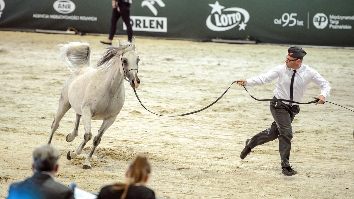 Pride of Poland konie arabskie Janów Podlaski MIchałów