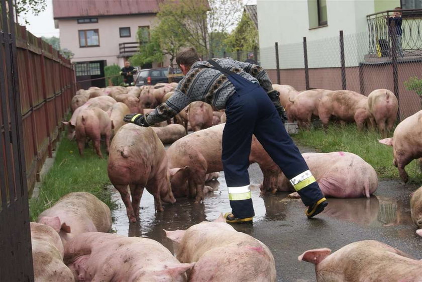 Świńska masakra na drodze