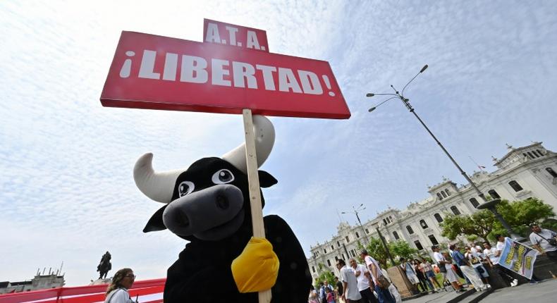 Bull and cock fighting have been popular activities in Peru since the Spanish colonization