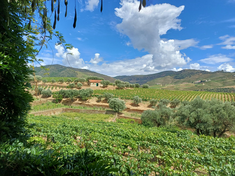 Winnica Quinta de Roeda