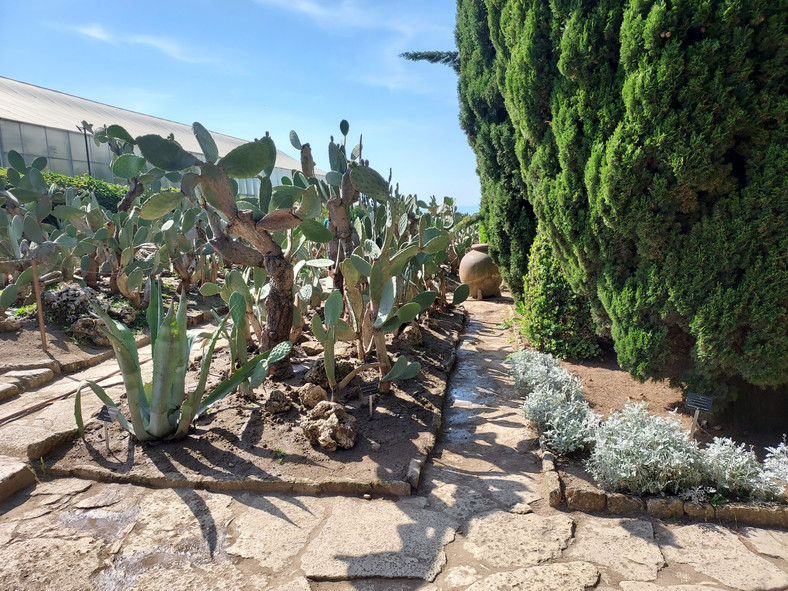 Bałczik. Ogród botaniczny z ponad 250 gatunkami kaktusów 