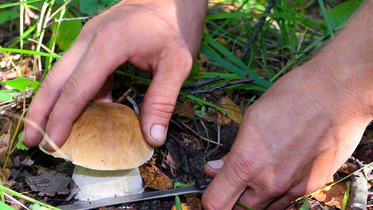 Lubuskie: 50 kg grzybów zebrane w trzy godziny