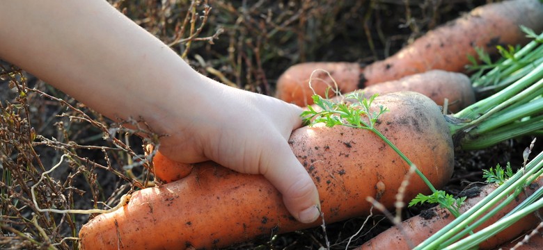Ciemna strona zbiorów z przydomowego ogródka. Dzieciom mogą szkodzić!
